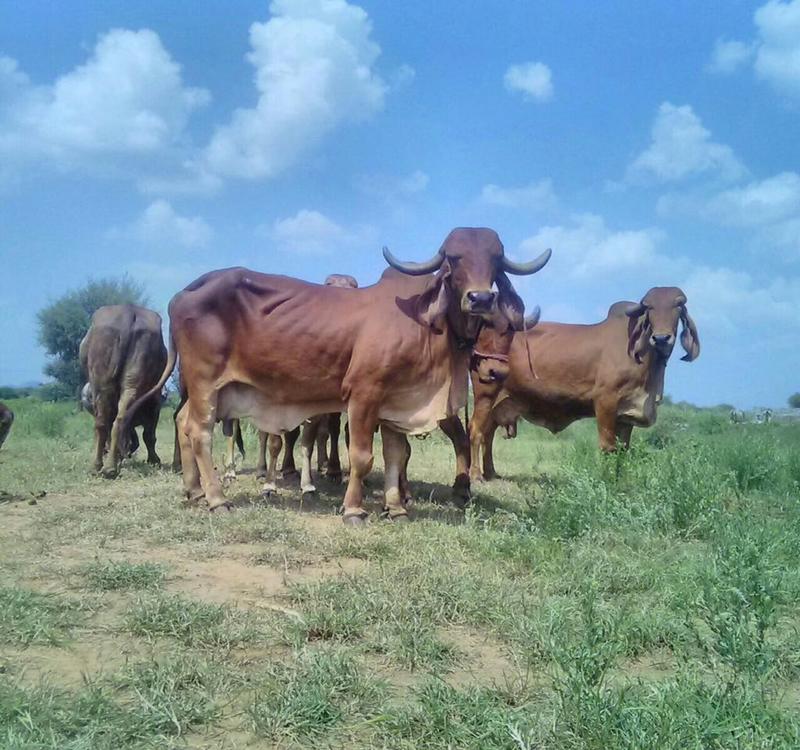 Hike in awareness of A2 milk ignores good-quality breeding of cows