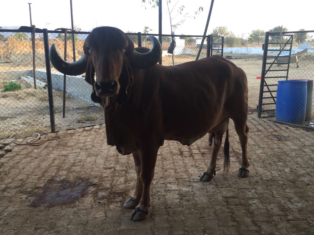 Brazilian Gir bull