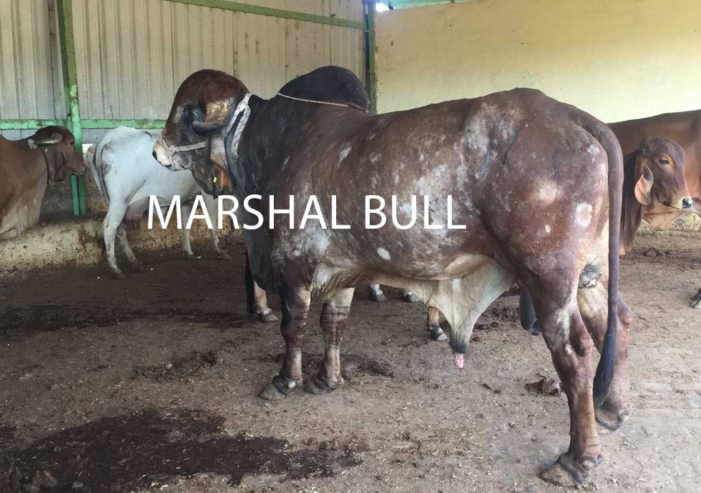 Marshal