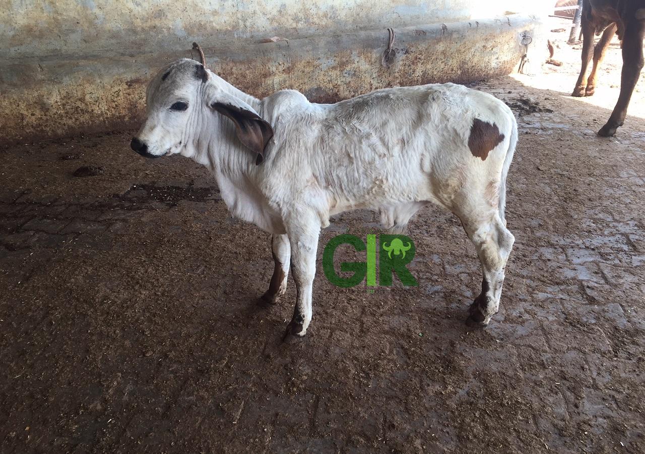 Gir cow farm photograph 10