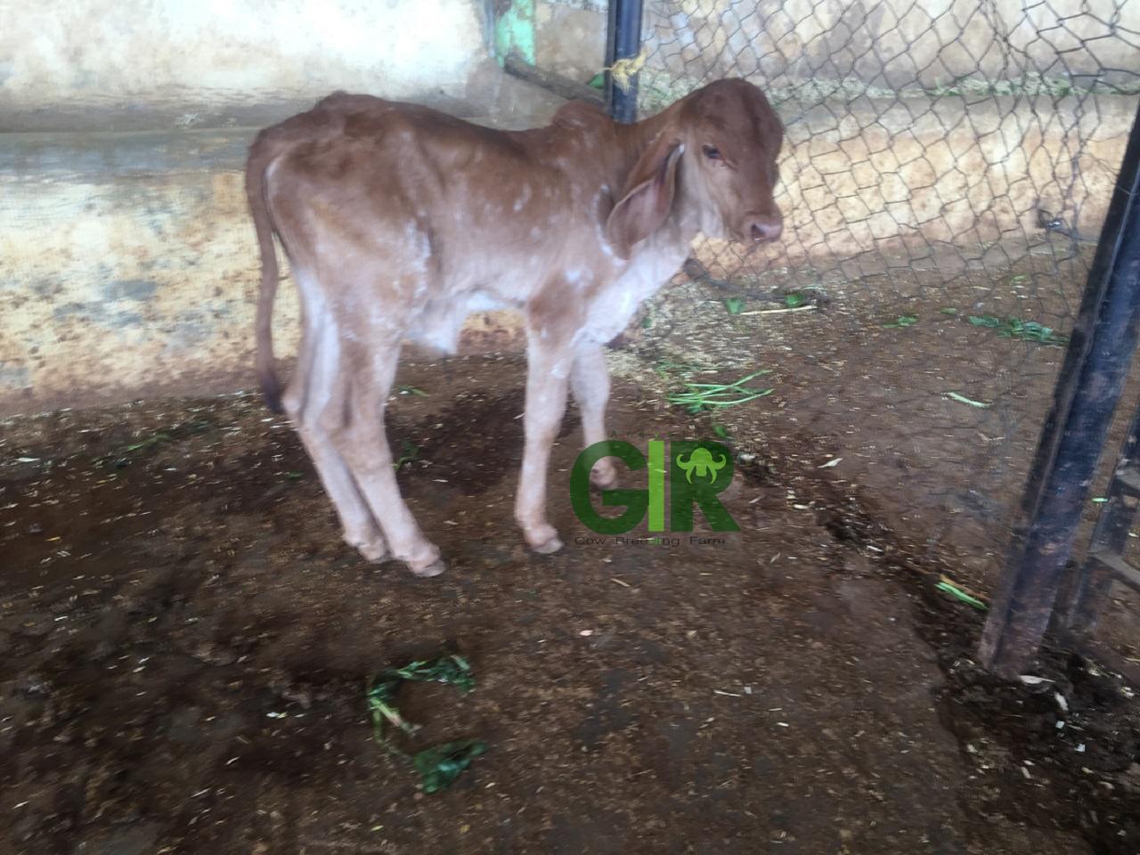 Gir cow farm photograph 13