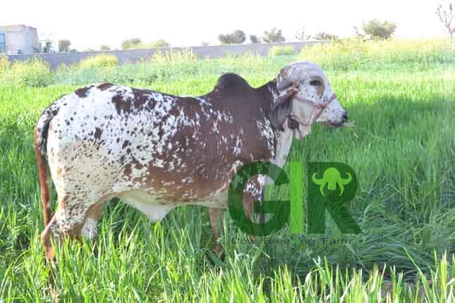 Gir cow farm photograph 24