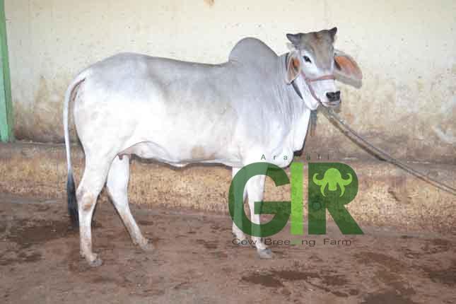 Sindhan (Shini) RXAS-4