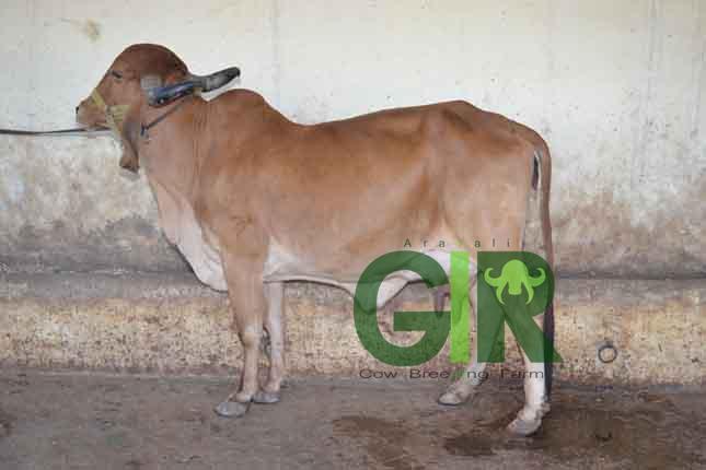 Gir cow farm photograph 37