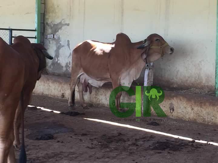 Gir cow farm photograph 39