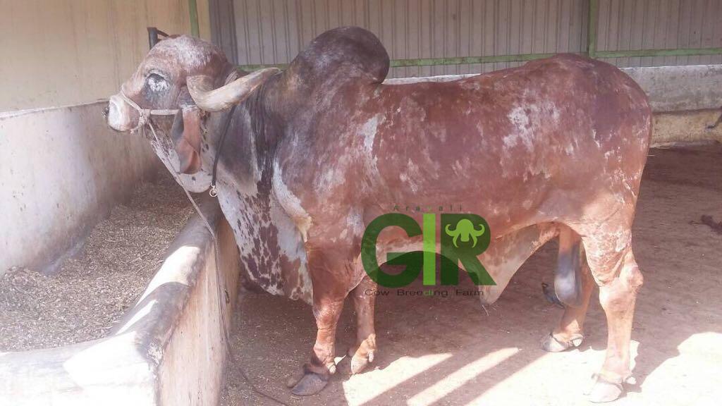 Gir cow farm photograph 43