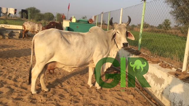 Gir cow farm photograph 46