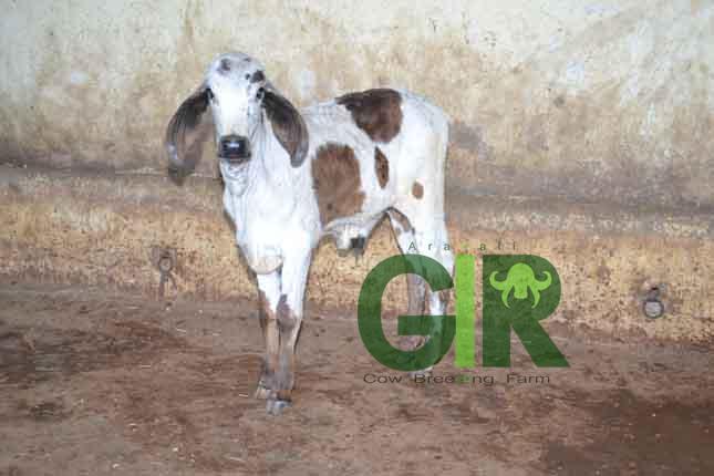 Kajal (daughter's son)