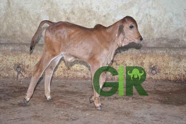 Gir cow farm photograph 51