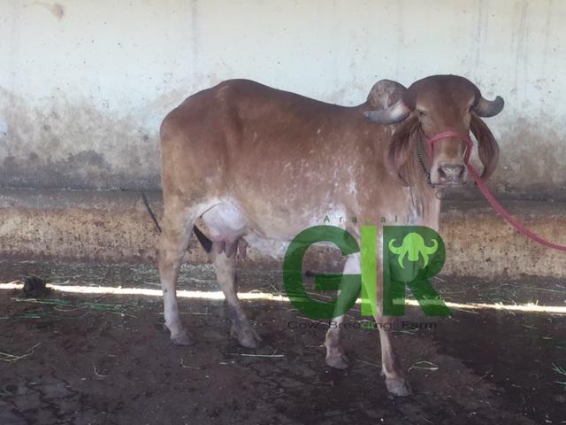 Gir cow farm photograph 54